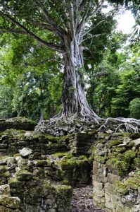 A tree growing on top of a Mayan Ruin structure in Belize.
