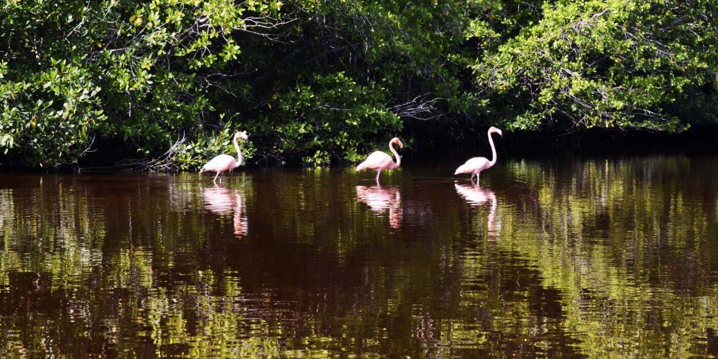 What if I told you about a place in Mexico's Yucatan Peninsula where you can see wild flamingos by the thousands? Celestun is an easy day trip from Merida and should certainly make your travel bucket list when traveling to Mexico. Far away from crowded Cancun, the secluded beaches of Celestun make it the perfect getaway. #mexico #bucketlist #travel #flamingos #beach
