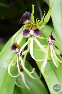 A purple and yellow blooming orchid at the Lamanai Mayan site in Belize.