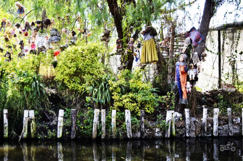 Old children's dolls hang on the trees along the banks of Xochimilco.