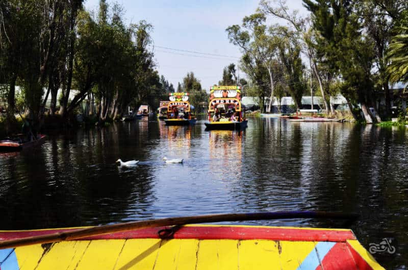 Two ducks pass through the maze of boats along the canals at Xochimilco