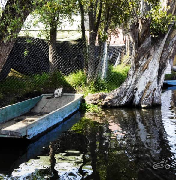 A cat perches on a boat tied along the shore while watching others at Xochimilco.