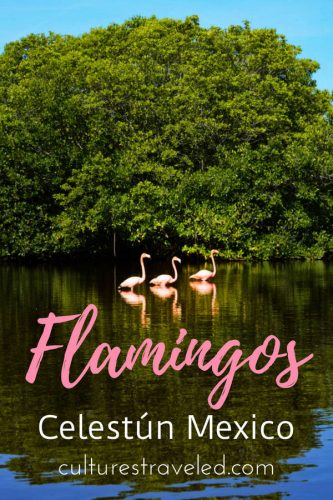 Pin this Celestun Flamingo Tour post for later