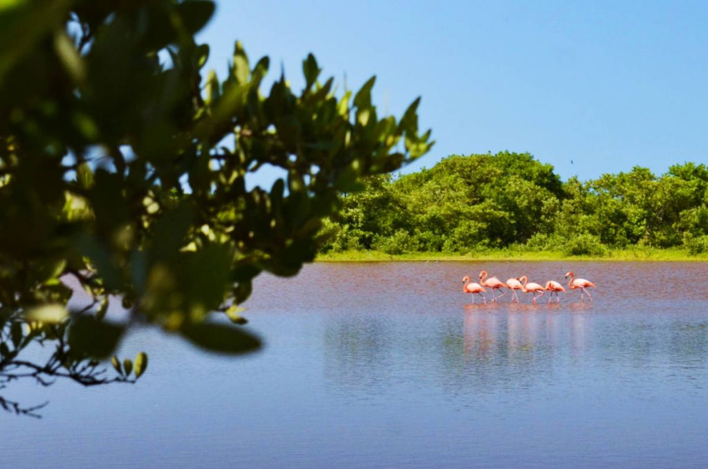 Flamingos migrate to Celestun in the winter to feed. Three flamingos spotted during our Celestun tour in the Yucatan.