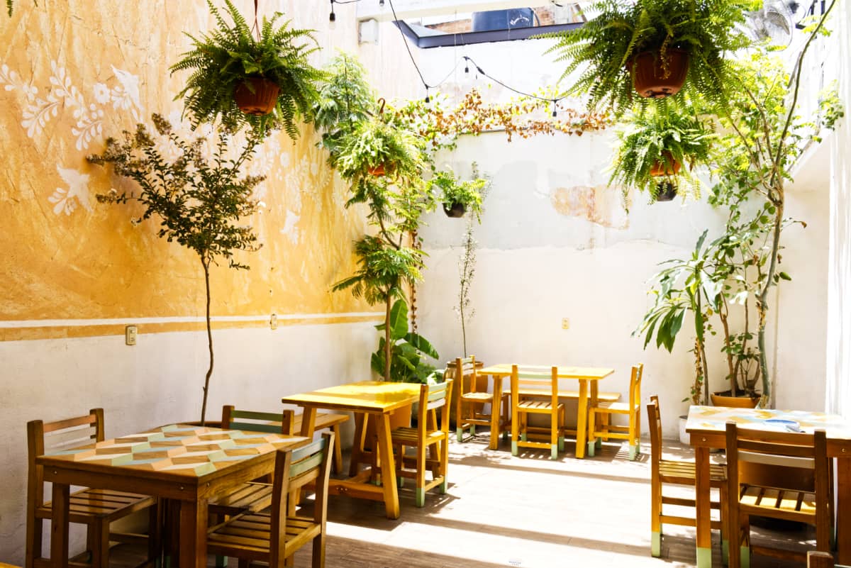 Sunlight illuminates the patio and plants at one of the best restaurants in Oaxaca.