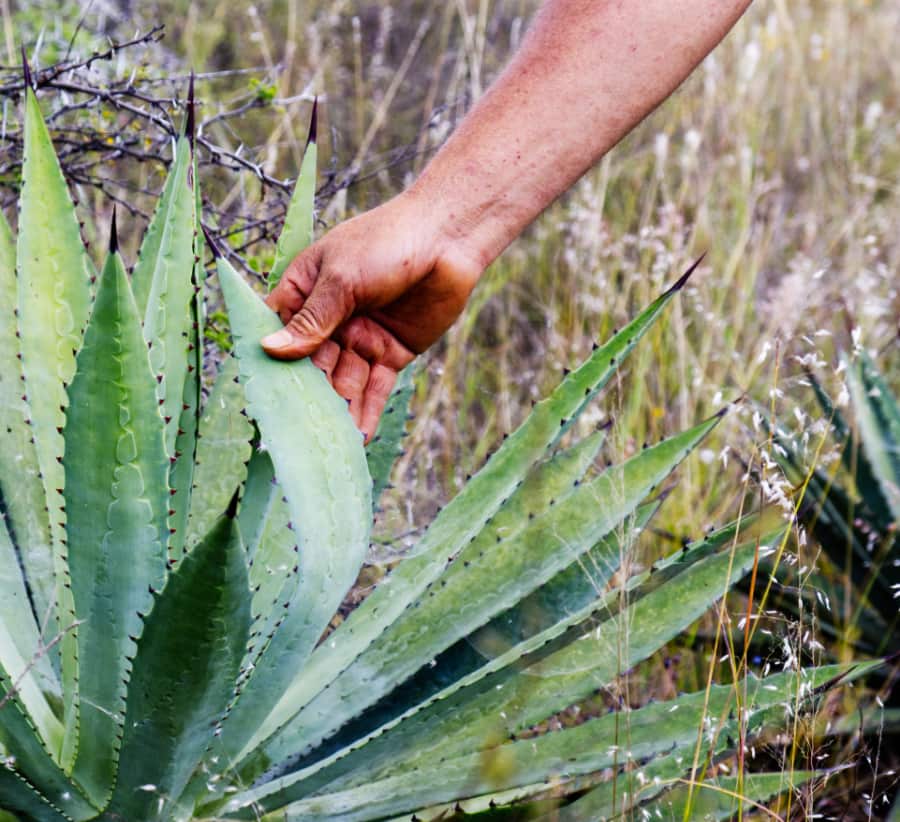 Conejo bends back the leaf of a wild agave so that we can see the markings along the spine.