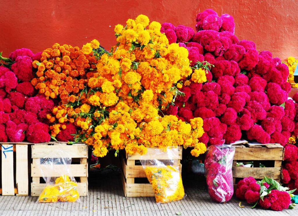 Both yellow marigolds and red cockscomb, traditional Day of the Dead flowers, are piled high on top of wooden crates at the market in Oaxaca