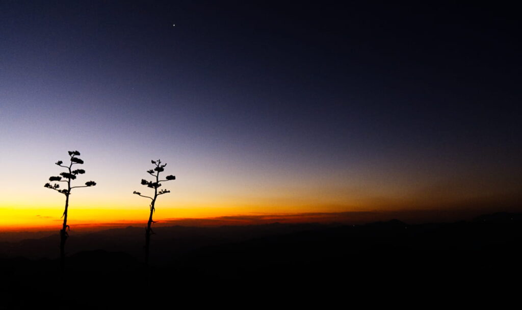 The flower pods of two maguey plants are silhouetted by the rising sun along the hike to Mirador Cuatro Palos.