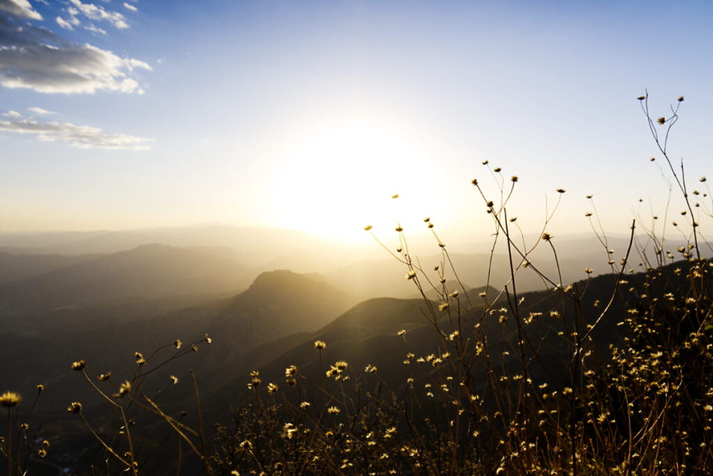 During sunset at Cuatro Palos, small yellow flowers are backlit by the setting sun. In the background are rolling mountain hills and blue sky.