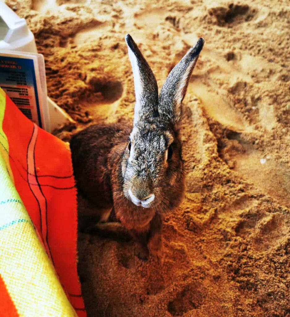 One of the resident rabbits on Ixtapa Island sits in the sand next to my table. The grey rabbit is full size with large ears.
