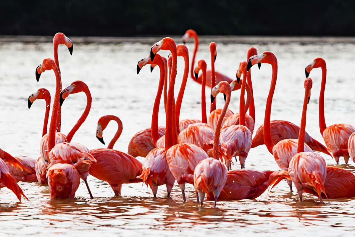 flamingo tour & travels