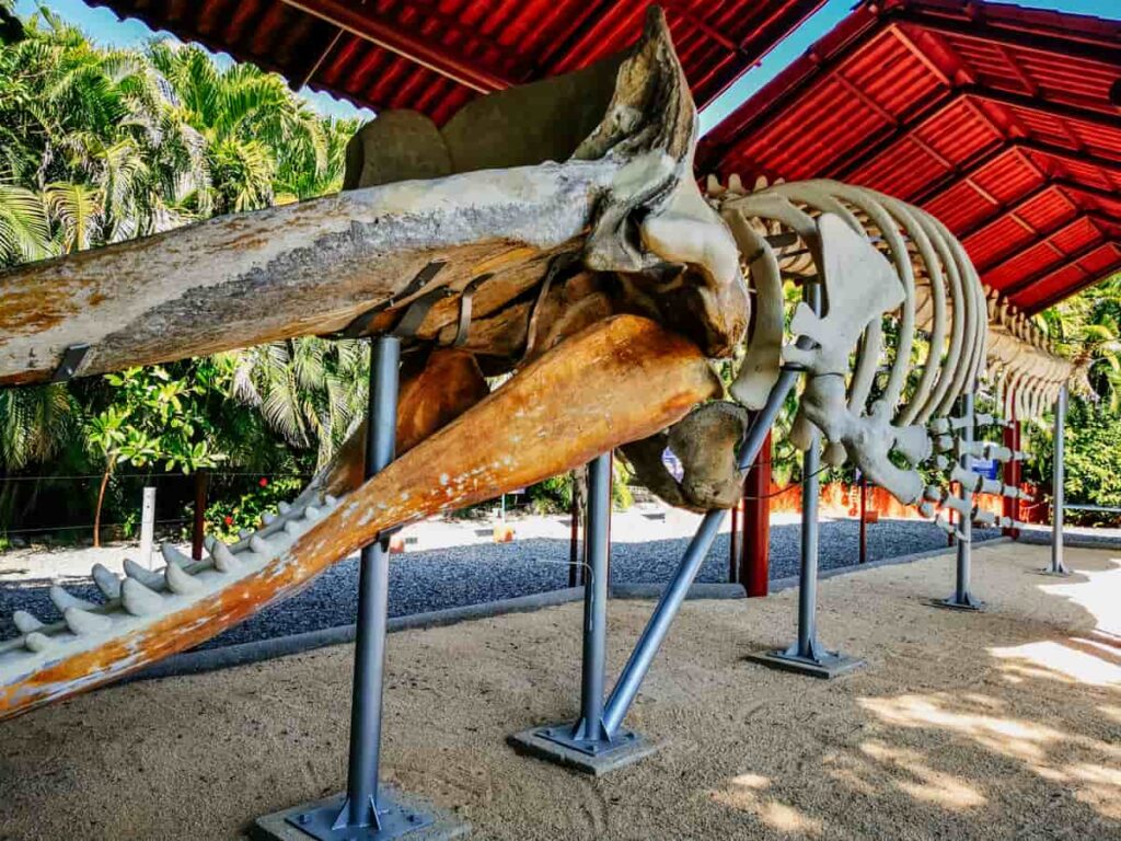 Under a red roof is a sperm whale skeleton on display at Refugio de Potosi, one of the best places to go near Zihuatanejo.