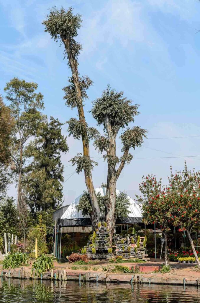 A large tree at the chinampa floating gardens Mexico City.