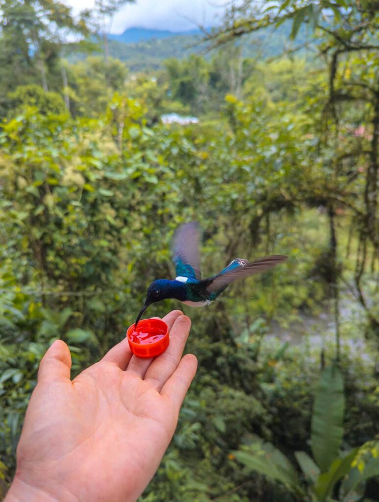 A hummingbird in Mindo cloud forest drinks sugar water from a red bottle cap sitting on a my open hand.
