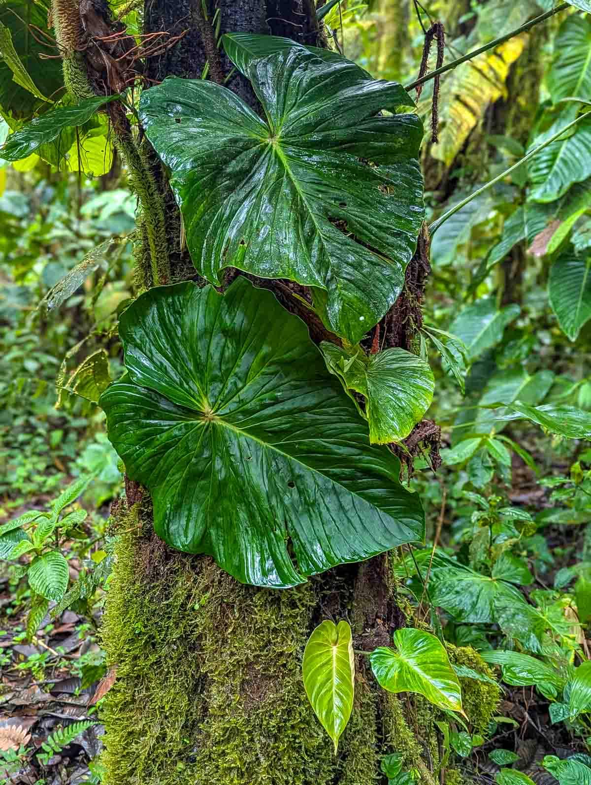 Large green leaves of a vine around a tree trunk covered in moss during taken while hiking in Mindo cloud forest.