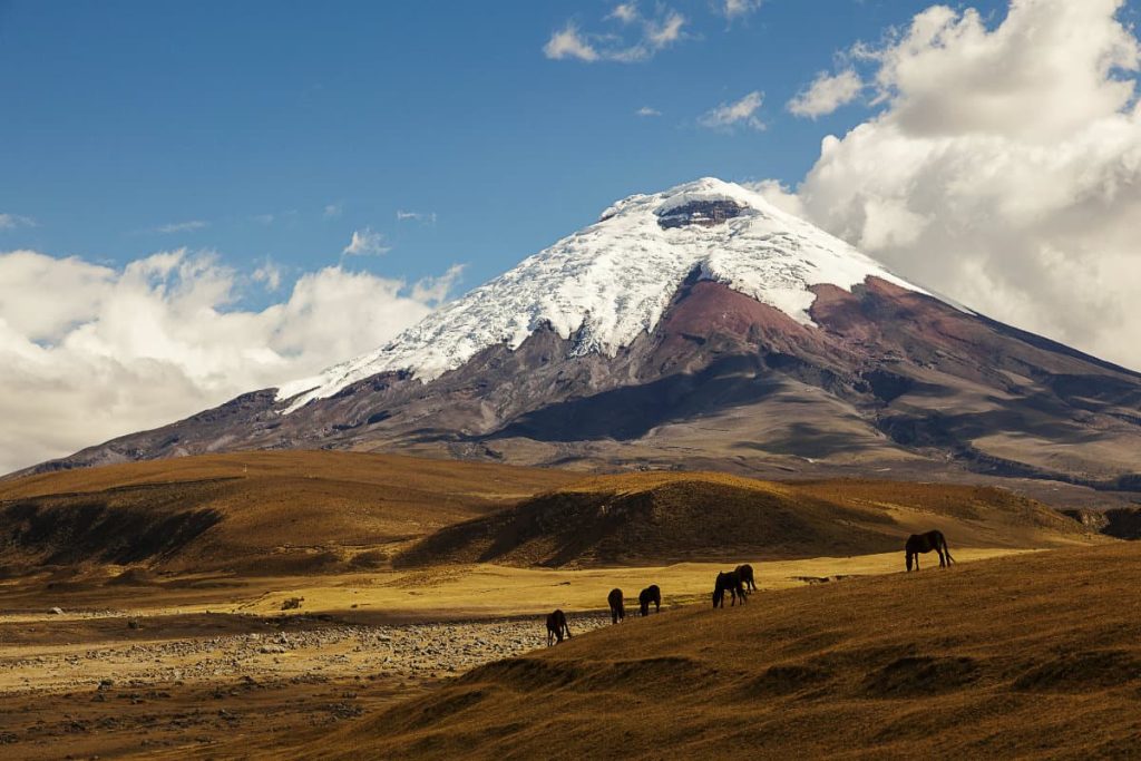 Horses graze on páramo grasslands in front of a snow covered Cotopaxi Volcano, one of the best day trips from Quito Ecuador.