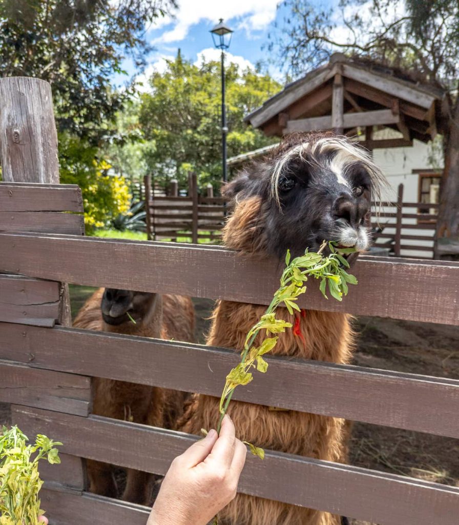 Tourist hand-feeding a friendly llama inside the llama zone at the Middle of the World in Ecuador. Interactions like these add a playful element to a tour of the Ecuador equator line.