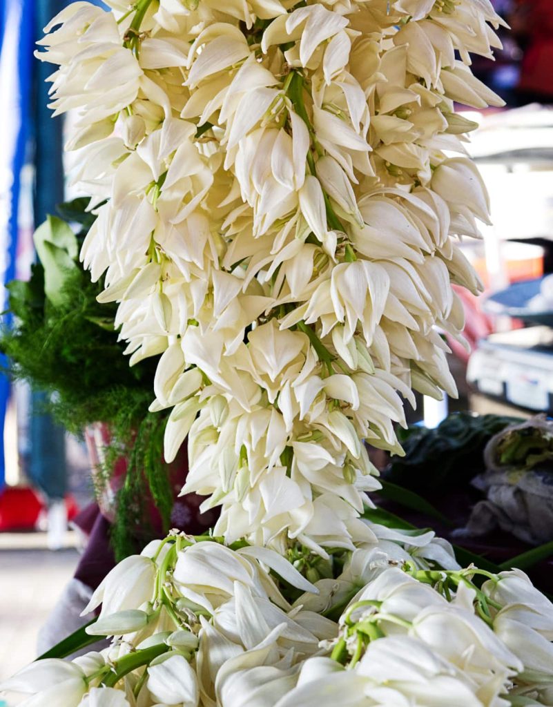 Clusters of white, bell-shaped edible flowers, one of the most unique foods in Mexico are hanging at a Mexican market stall, with leafy greens behind them.