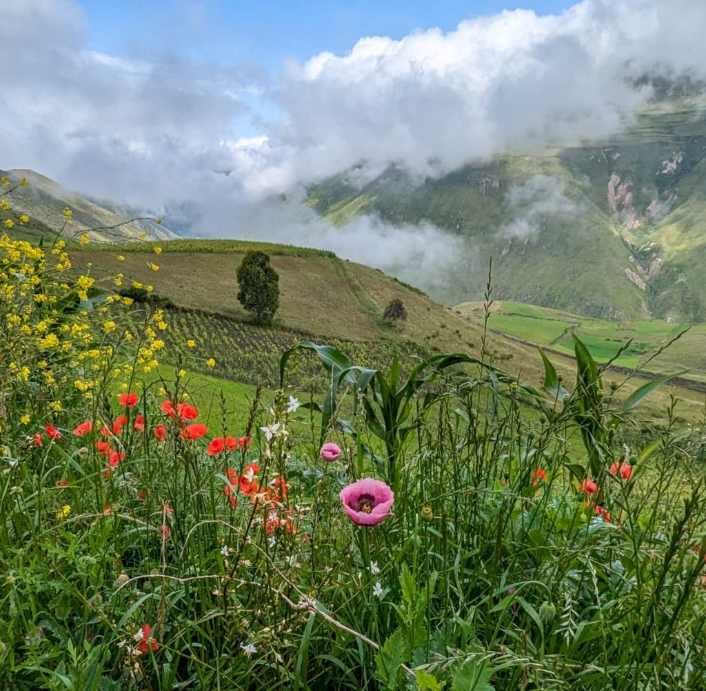 Poppies and other flowers frame the green mountains on the Devil's Nose hike in Alausí Ecuador. Low hanging white clouds cling to the rolling hills under a blue sky.