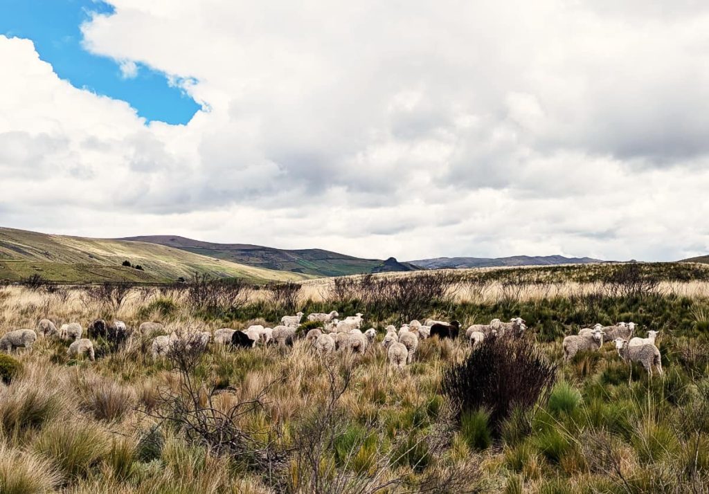 A flock of sheep grazes in the páramo grasses near the Lagunas de Ozogoche beneath a cloudy sky.