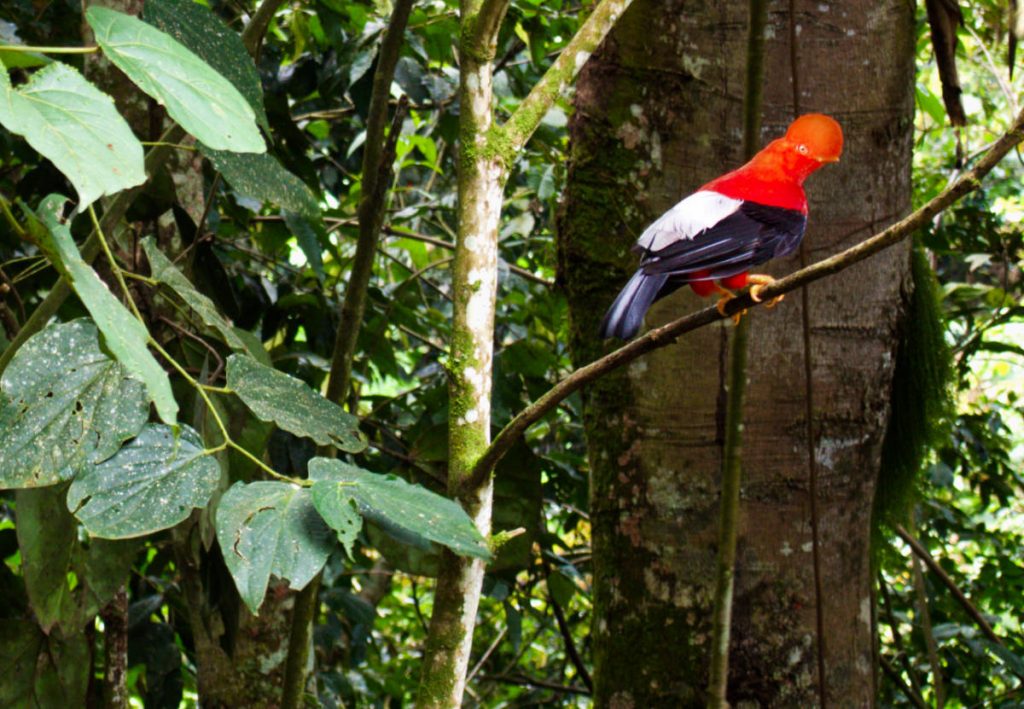 A Cock of the Rock bird, perched on a branch. His red-orange fan shaped crest with eyes on either side make him noticeable under the canopy.