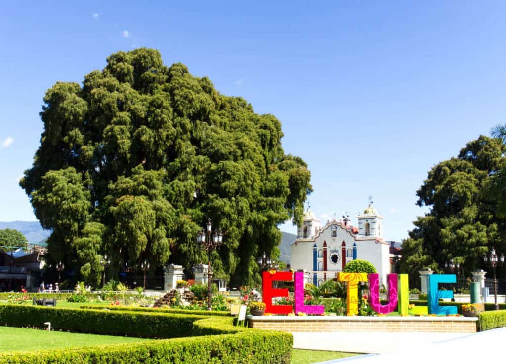 A view of the Tule tree and church with the colorful El Tule sign in the foreground.