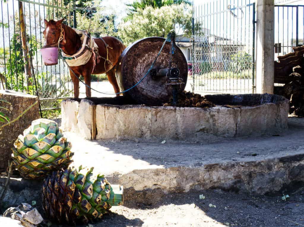 During a Oaxaca mezcal tour, a donkey pulls the tahona to crush maguey leaves before fermentation.