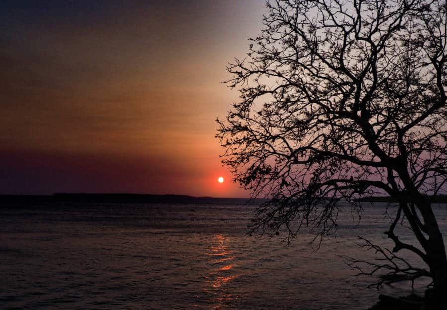 A tree silhouetted in the sunset on Isla Grande, overlooking the water.