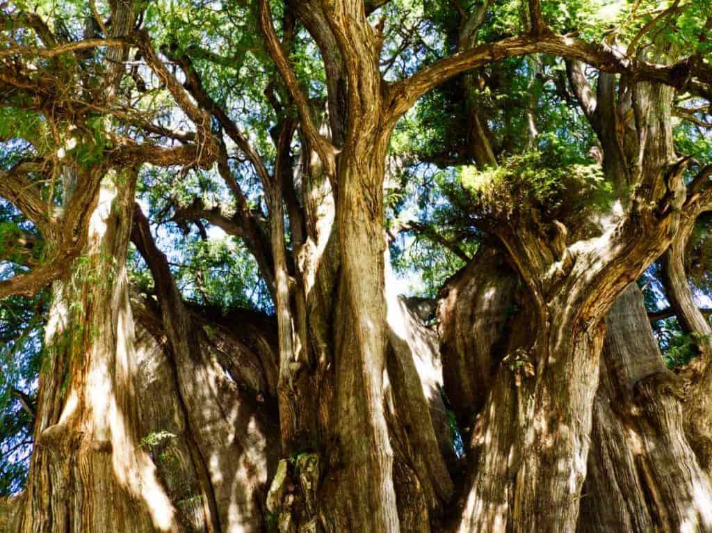 Up close view of the Tule tree, showing its heavily buttressed trunk.